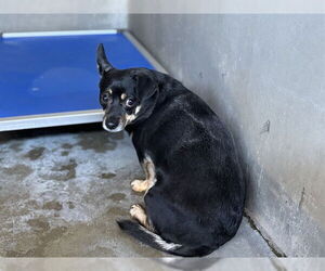 Chihuahua Dogs for adoption in San Bernardino, CA, USA