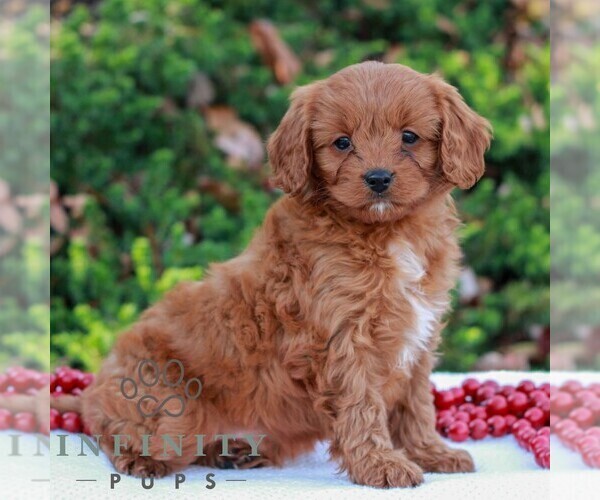 Medium Photo #4 Cavapoo (Miniature) Puppy For Sale in LITITZ, PA, USA