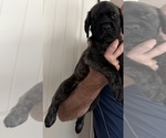 Puppy Hunter Mastiff