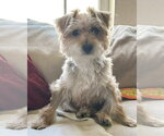 Small Photo #2 Mutt Puppy For Sale in Corona, CA, USA