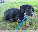Small Photo #6 Mutt Puppy For Sale in Germantown, OH, USA