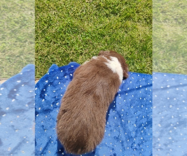 Medium Photo #3 Miniature American Shepherd Puppy For Sale in MONTGOMERY CITY, MO, USA