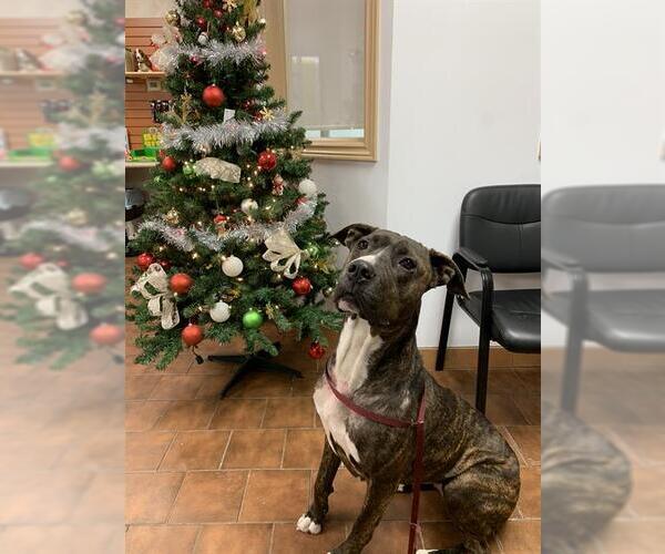 Medium Photo #1 Mutt Puppy For Sale in London, Ontario, Canada