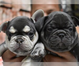 French Bulldog Puppy for sale in OREGON, OH, USA