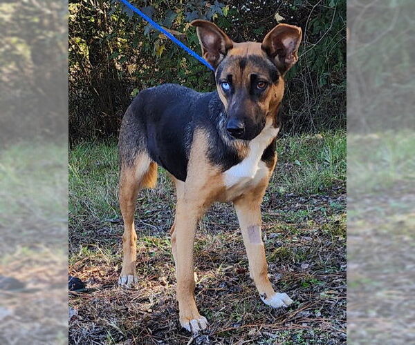 Medium Photo #3 Siberian Husky-Unknown Mix Puppy For Sale in Wetumpka, AL, USA