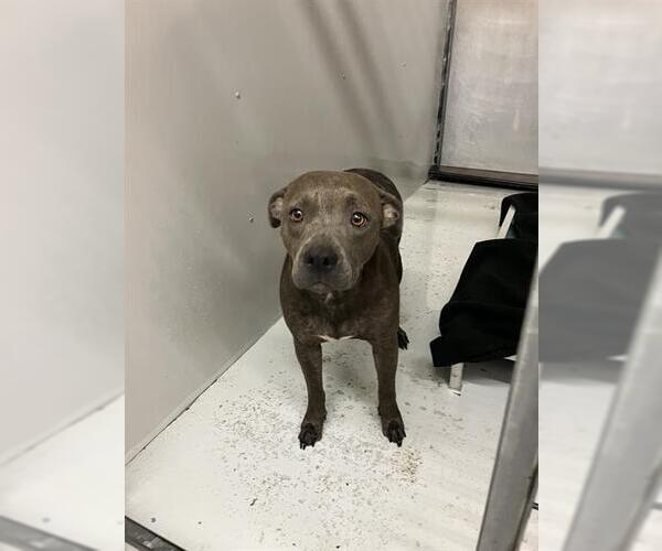 Medium Photo #1 American Pit Bull Terrier-Unknown Mix Puppy For Sale in Conroe, TX, USA