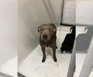 American Pit Bull Terrier-Unknown Mix Dogs for adoption in Conroe, TX, USA