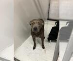 Small American Pit Bull Terrier Mix