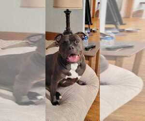 Mother of the American Pit Bull Terrier puppies born on 12/08/2022