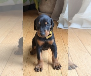 Medium Doberman Pinscher