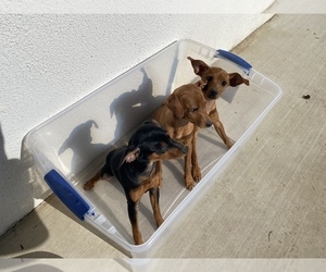 Miniature Pinscher Puppy for sale in SALINAS, CA, USA