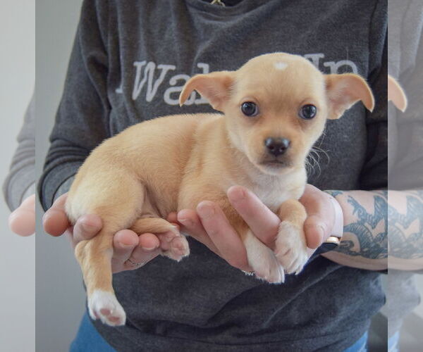 Medium Photo #2 Chihuahua Puppy For Sale in Huntley, IL, USA
