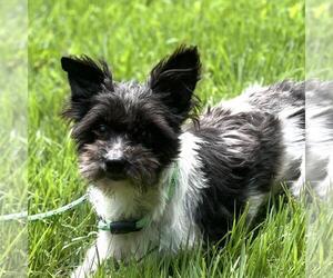 Mutt Dogs for adoption in Yardley, PA, USA