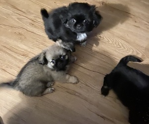 Pekingese Puppy for sale in WHITE PIGEON, MI, USA