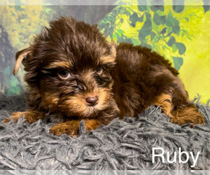 Yorkshire Terrier Puppy for Sale in AZLE, Texas USA