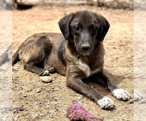 Catahoula Leopard Dog-Plott Hound Mix Dogs for adoption in Bristol, CT, USA