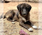 Small Catahoula Leopard Dog-Plott Hound Mix