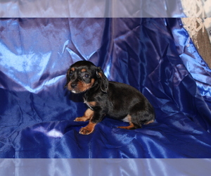 Dachshund Puppy for sale in BLOOMINGTON, IN, USA