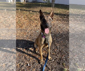 Mutt Dogs for adoption in Imlay City, MI, USA