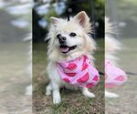 Small #1 Pomeranian