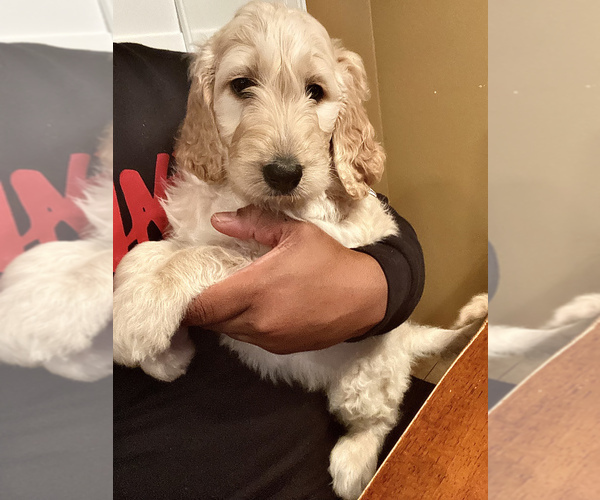 Medium Photo #5 Goldendoodle-Poodle (Standard) Mix Puppy For Sale in RIALTO, CA, USA