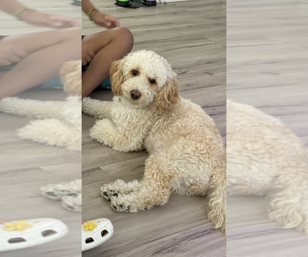 Medium Photo #1 Goldendoodle (Miniature) Puppy For Sale in WIMAUMA, FL, USA