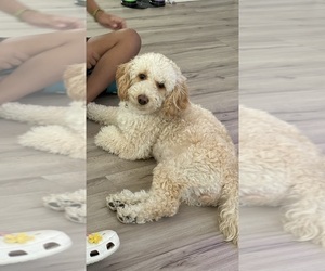 Mother of the Goldendoodle (Miniature) puppies born on 07/20/2026