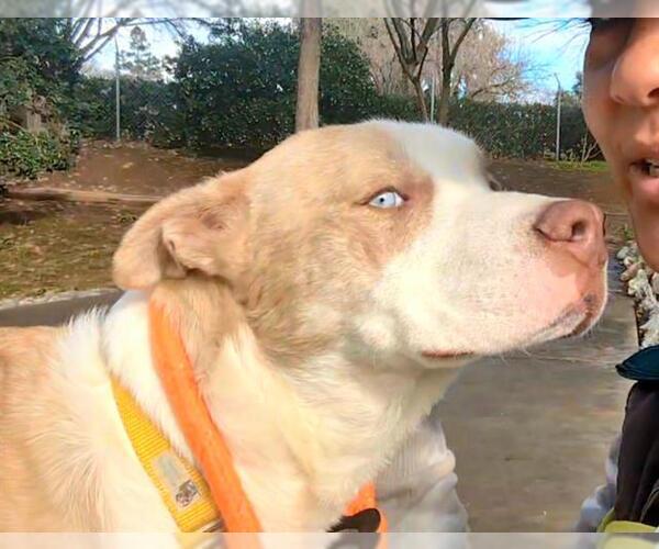 Medium Photo #2 Siberian Husky-Unknown Mix Puppy For Sale in Sacramento, CA, USA