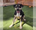 Small Rottweiler Mix