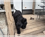 Puppy Puppy 6 Rottle