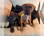 Small Photo #5 American Pit Bull Terrier-Doberman Pinscher Mix Puppy For Sale in BRIGHTON, MI, USA