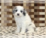 Small #3 Bernedoodle (Miniature)