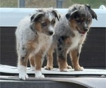 Small #1 Miniature Australian Shepherd