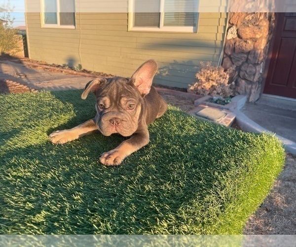 Medium Photo #37 French Bulldog Puppy For Sale in CORPUS CHRISTI, TX, USA