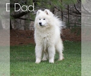 Father of the Samoyed puppies born on 12/04/2023