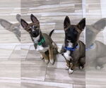 Small #3 Huskies  Mix
