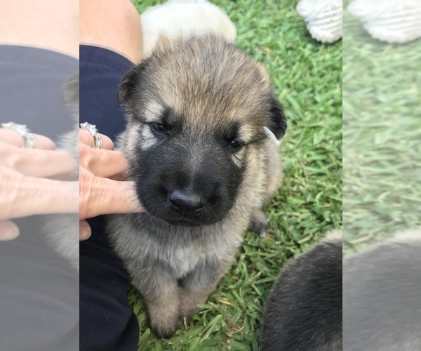 Medium Photo #18 German Shepherd Dog Puppy For Sale in ROSHARON, TX, USA
