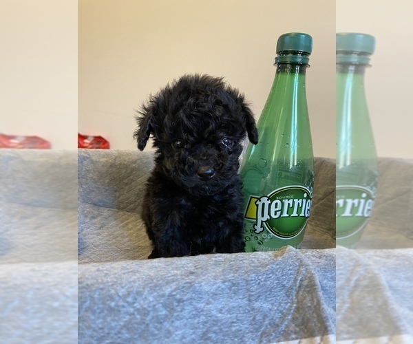 Medium Photo #10 Poodle (Miniature) Puppy For Sale in JERSEY CITY, NJ, USA