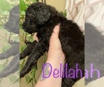 Small Photo #8 Goldendoodle-Poodle (Standard) Mix Puppy For Sale in GRESHAM, OR, USA