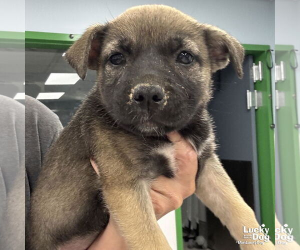 Medium Photo #2 Mutt Puppy For Sale in Washington, DC, USA