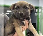 Small #1 Mutt