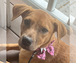 Small Photo #15 Labrador Retriever-Unknown Mix Puppy For Sale in Doylestown, PA, USA