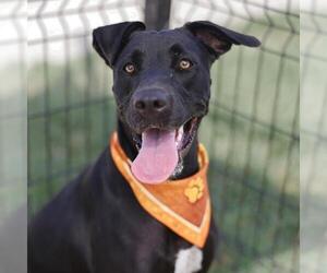 Mutt Dogs for adoption in San Antonio, TX, USA