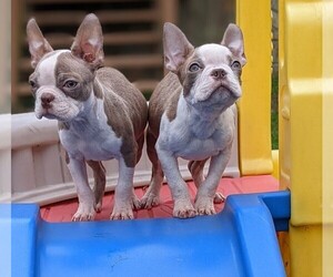 Boston Terrier Puppy for sale in DULUTH, GA, USA