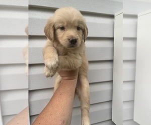 Golden Retriever Puppy for sale in JESUP, GA, USA