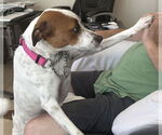 Small #2 Jack Russell Terrier-Whippet Mix