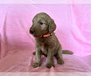 Medium Goldendoodle