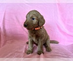 Puppy Hedwig Goldendoodle