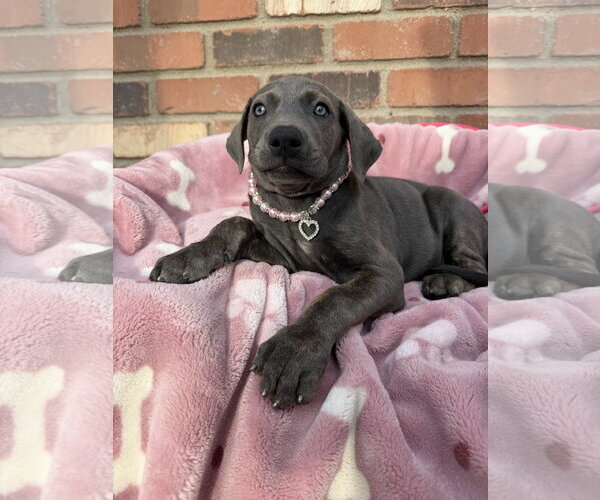 Medium Photo #4 Mutt Puppy For Sale in Goodyear, AZ, USA