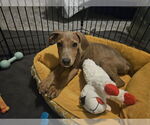 Small #1 Doberman Pinscher Mix